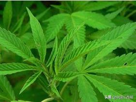 美食诗文_美食诗意_诗词美食文案